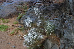 Jamesbrittenia ramosissima