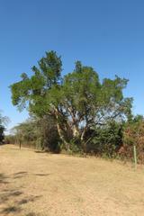 Ficus sycomorus sycomorus