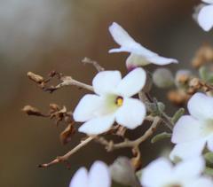 Jamesbrittenia ramosissima