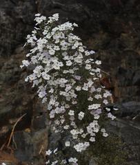Jamesbrittenia ramosissima