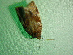 Archips mortuana