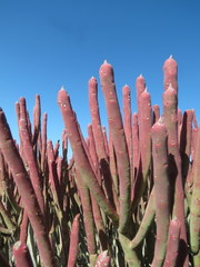 Euphorbia mauritanica
