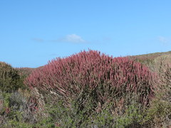 Euphorbia mauritanica