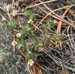 Leptosiphon ciliatus