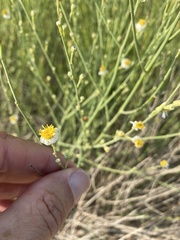 Chloracantha spinosa spinosa