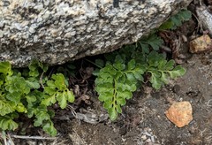 Cryptogramma acrostichoides