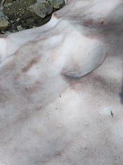 Chlamydomonas nivalis