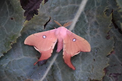 Cercophana venusta