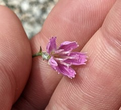 Stephanomeria tenuifolia