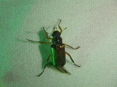 Cephaloon lepturides