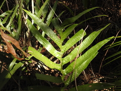 Microsorum pustulatum