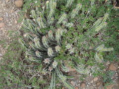 Euphorbia pseudocactus