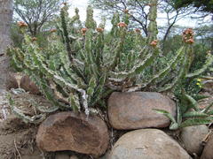Euphorbia pseudocactus