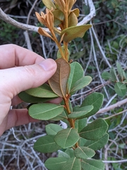 Lyonia fruticosa