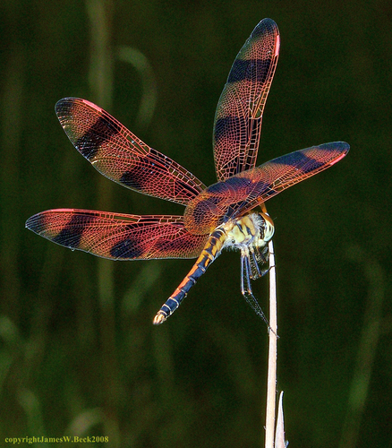 Halloween Pennant, photo 6 of 7