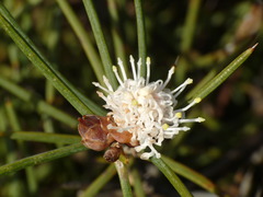 Hakea psilorrhyncha