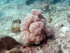 Dendronephthya australis