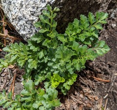Cryptogramma acrostichoides