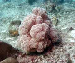 Dendronephthya australis