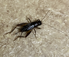 Eunemobius