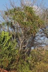 Aloidendron barberae