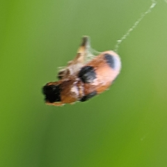 Cornulactica varicornis