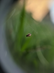 Cornulactica varicornis