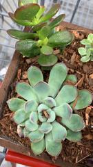 Echeveria pulidonis