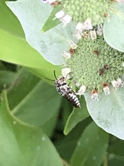 Coelioxys coturnix