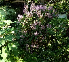 Plectranthus ecklonii