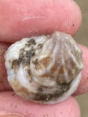 Crepipatella lingulata