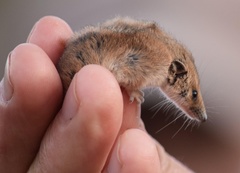 Planigale tenuirostris