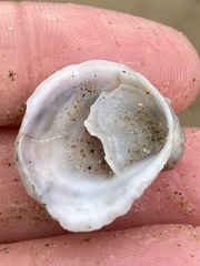 Crepipatella lingulata