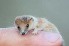 Planigale tenuirostris