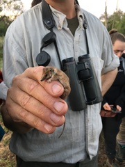 Planigale tenuirostris