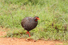 Pternistis afer castaneiventer