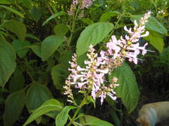 Plectranthus ecklonii