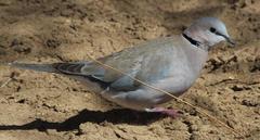 Streptopelia capicola damarensis