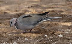Streptopelia capicola damarensis