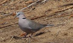 Streptopelia capicola damarensis