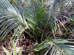 Macrozamia mountperriensis