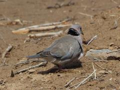 Streptopelia capicola damarensis