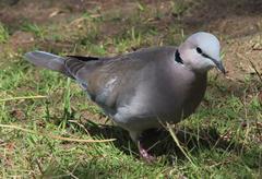 Streptopelia capicola damarensis