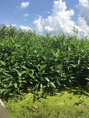 Persicaria robustior