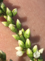 Persicaria robustior