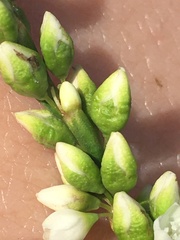 Persicaria robustior