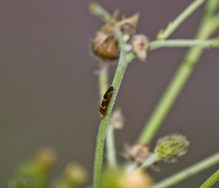 Athripsodes cinereus