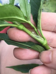 Persicaria robustior