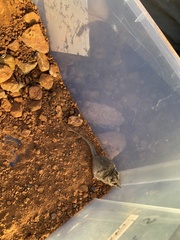 Sminthopsis macroura