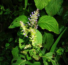 Plectranthus ecklonii